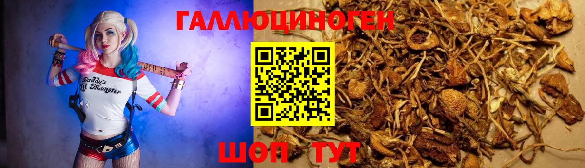 Галлюциногенные грибы Cubensis Ленинск-Кузнецкий